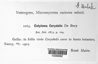 Entyloma corydalis image